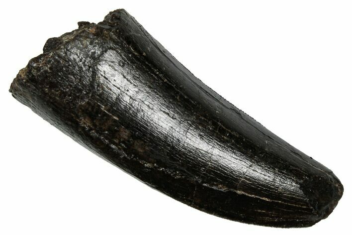 Robust, Serrated Fossil Tyrannosaur Tooth - Two Medicine Fm #335913